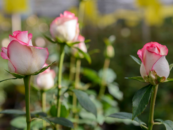 La flor de la rosa es un símbolo de belleza